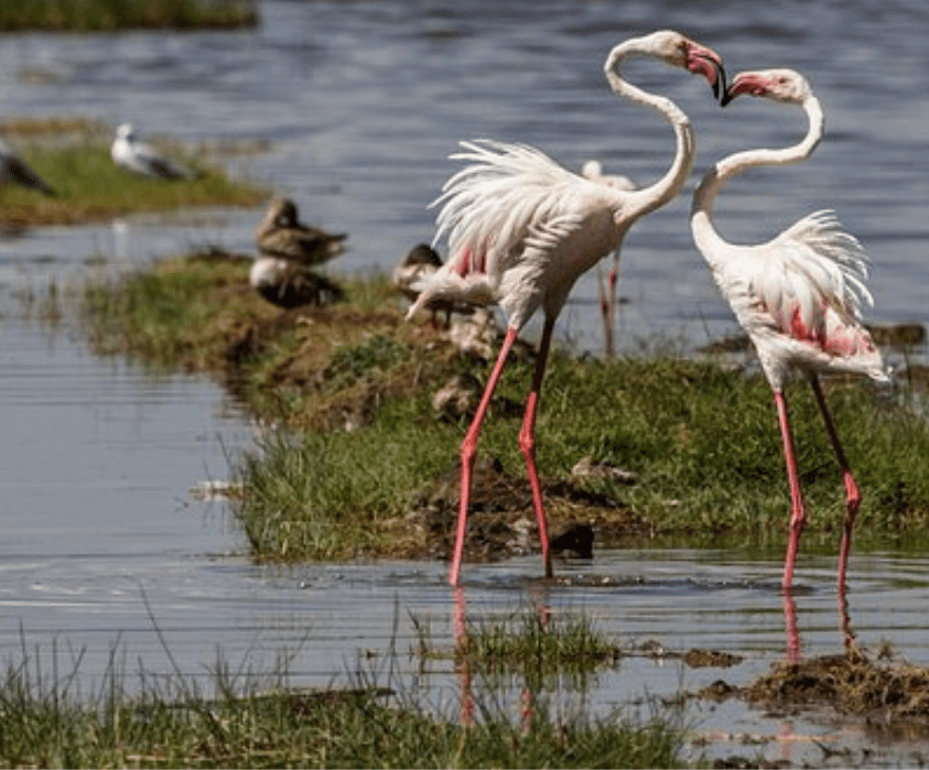 5 Days Amboseli, Lake Nakuru & Masai Mara Safari