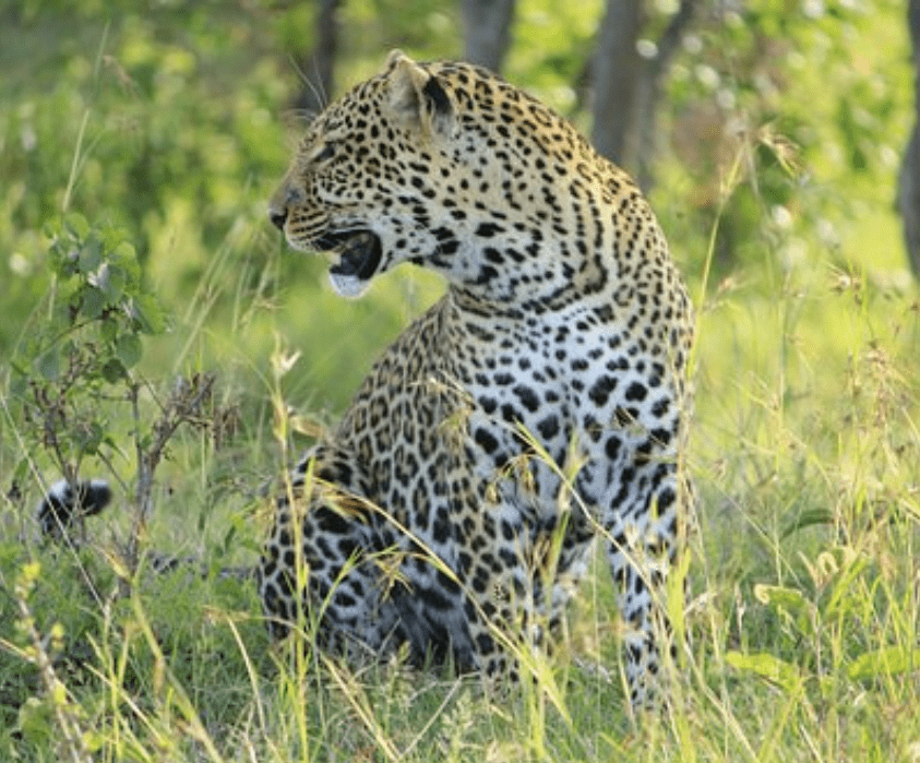 2 Days Masai Mara Safari