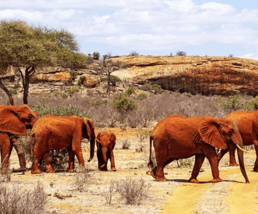 3 Days Tsavo East and Tsavo West Safari