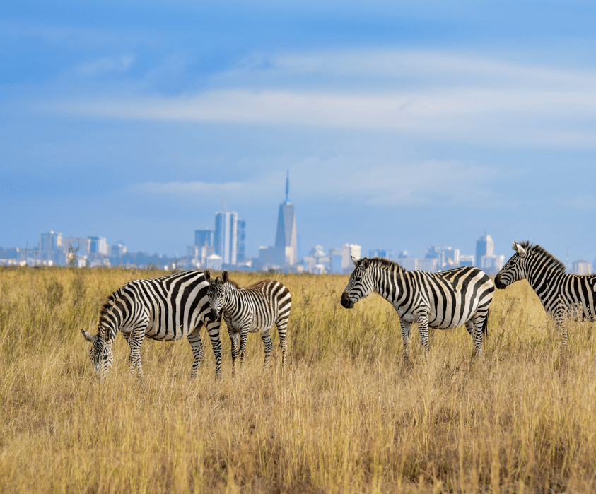 Nairobi National Park Half Day Tour