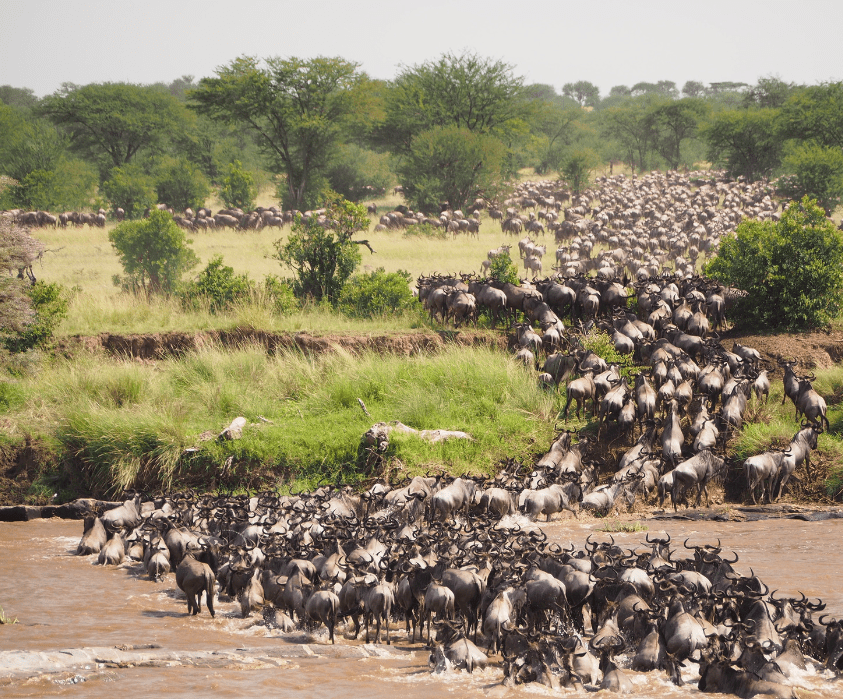 7 Days Amboseli, Naivasha, Nakuru & Mara