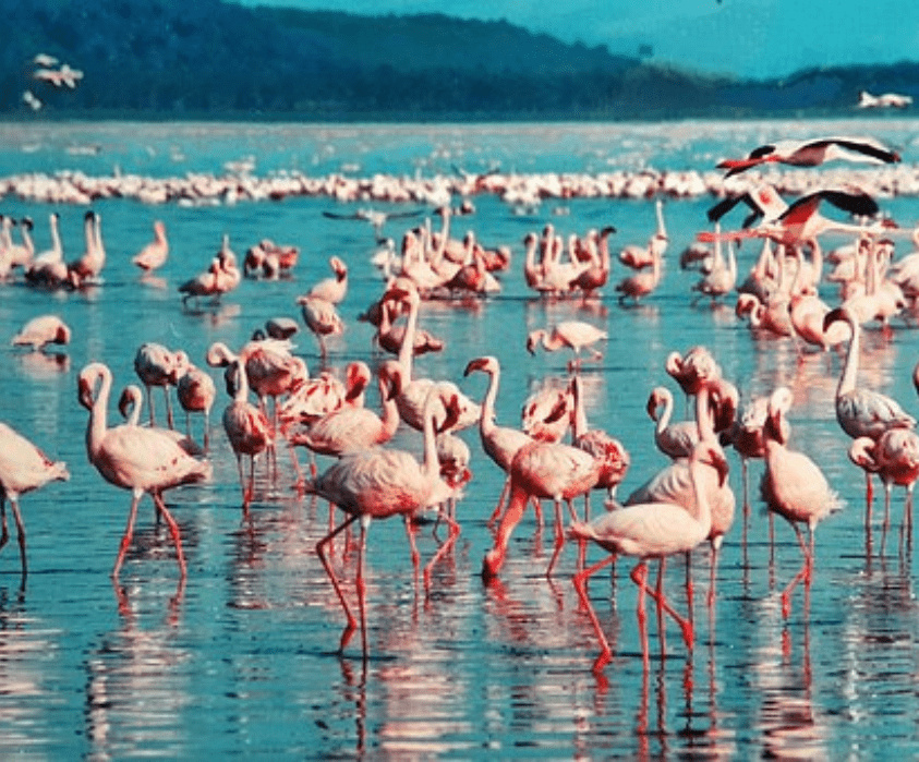 6 Days Masai Mara, Lake Nakuru and Amboseli