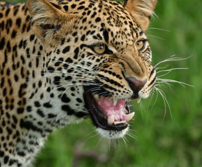 2–4 Days Maasai Mara Fly-in Safari