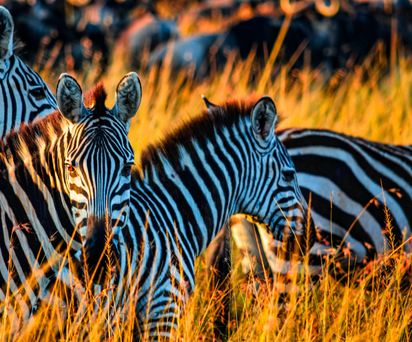 The 9-day Ultimate Kenyan Safari