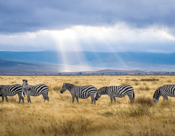 5 Days Tarangire National Park, Lake Manyara National Park & Ngorongoro Crater