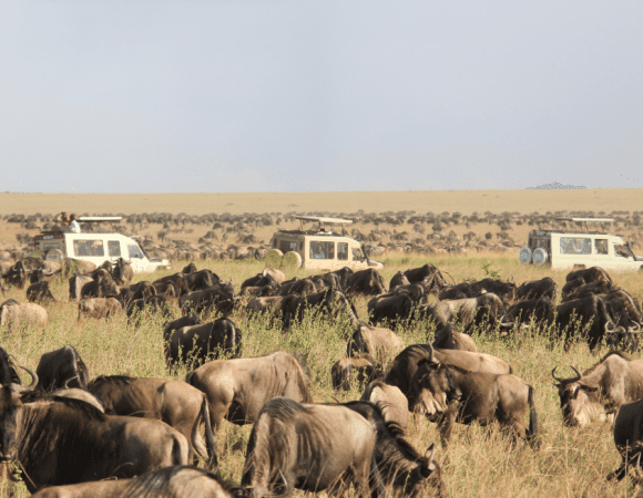 4 Days Serengeti National Park Wildebeest Migration Safari