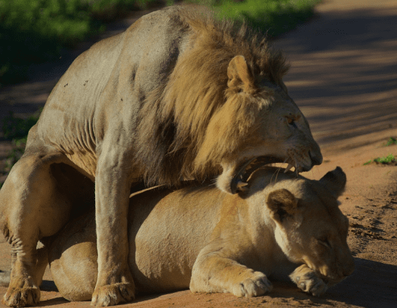 5 Days Tarangire National Park, Serengeti National Park & Ngorongoro