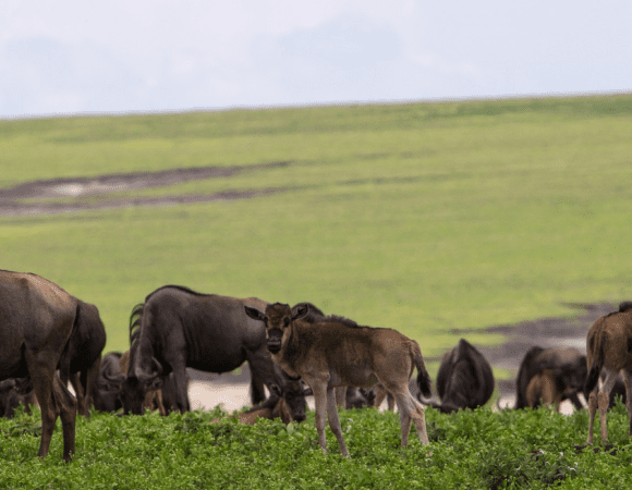 6 Days Tarangire National Park, Serengeti National Park & Lake Manyara National Park