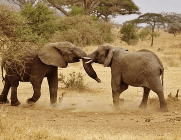7 Days Tarangire National Park, Serengeti National Park & Ngorongoro Safari