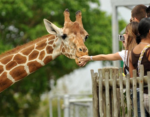 Nairobi National Park and Giraffe Centre Day Tour
