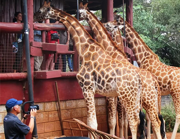 Nairobi National Park, David Sheldrick Elephant Orphanage and Giraffe Centre Full Day Tour