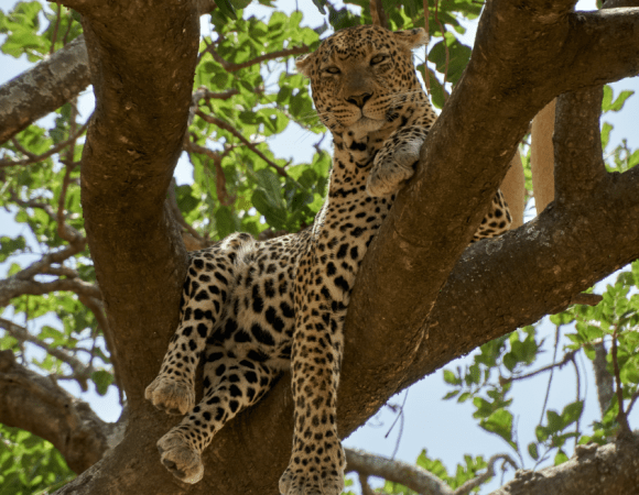 4 Days Lake Manyara National Park & Serengeti National Park Safari