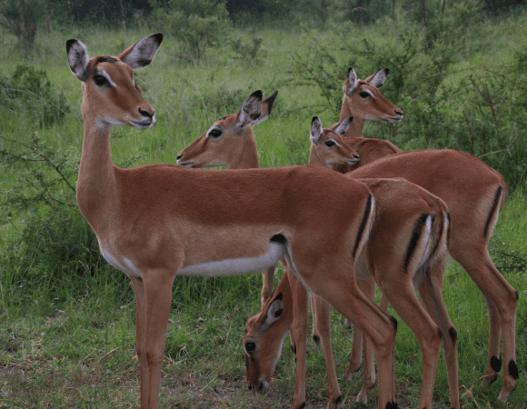 8 Day Primate and Wildlife Uganda Safari