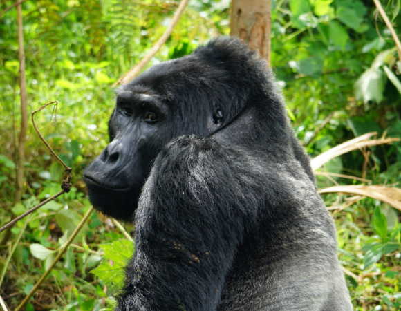 5 Days Northern Bwindi Gorilla Trekking