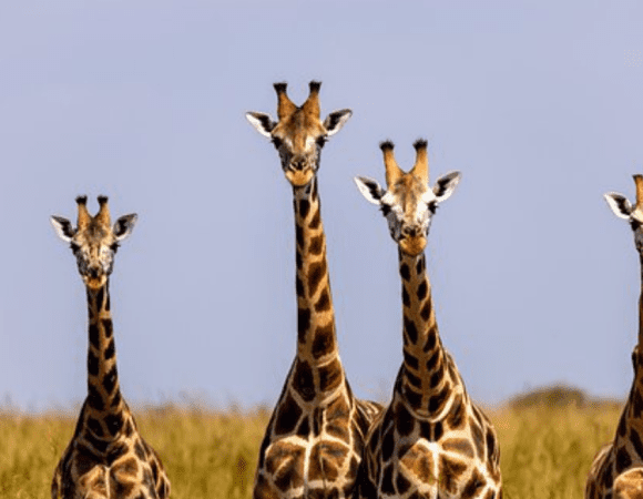 3 Days Murchison Falls National Park