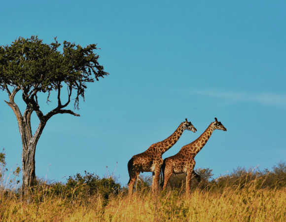 8 Days Tanzania Northern Circuit Wildlife Safari