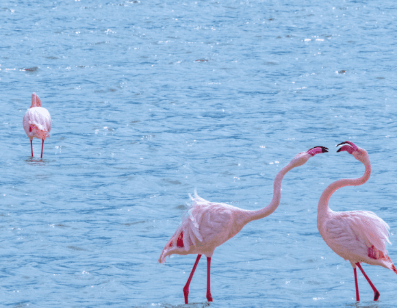 5 Days Serengeti National Park & Ngorongoro