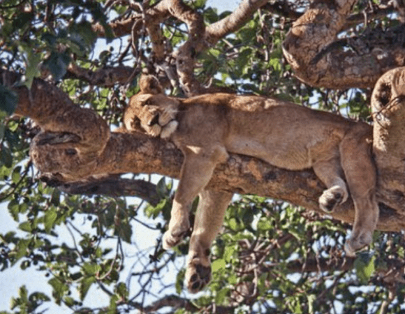 3 Days Queen Elizabeth National Park