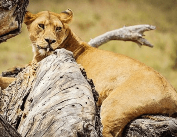 3 Days Serengeti National Park & Ngorongoro