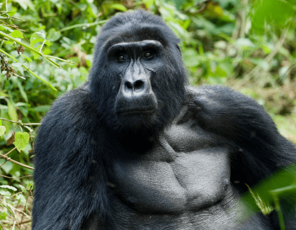 3 Days Uganda Gorilla Trekking Safari