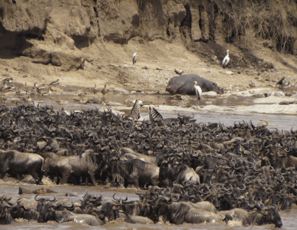3 Days Serengeti Wildebeest Migration Safari