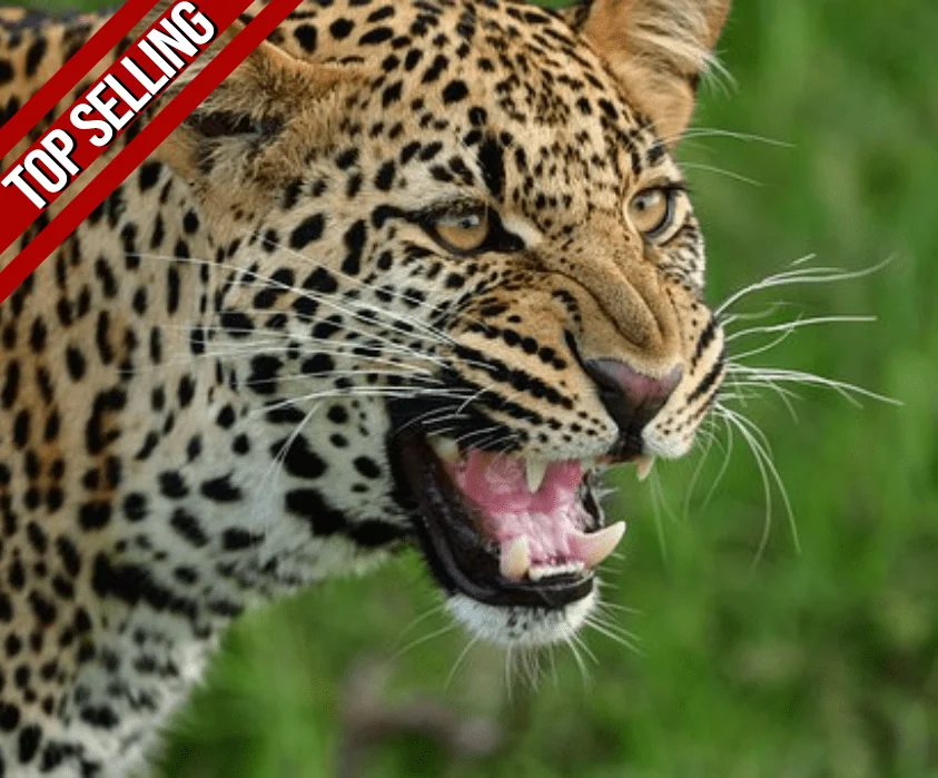 3 Days Maasai Mara Safari 